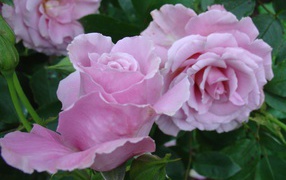 Красивые цветы кустарниковые розы на поляне