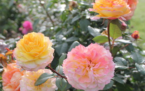 Красивые цветы кустарниковые розы на клумбе в саду