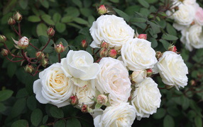 Красивые цветы кустарниковые розы в парке