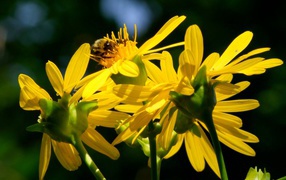 Красивые цветы венидиум (астровые) в саду