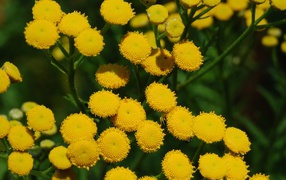 Красивые цветы венидиум (астровые) на поляне