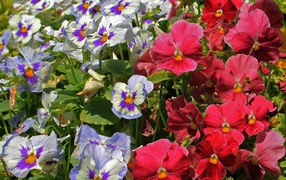 Красивые цветы виола (фиалка,анютины глазки)  в лесу