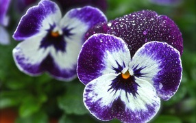 Beautiful flowers viola (violet, pansy) in the garden
