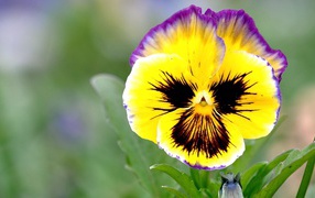 Красивые цветы виола (фиалка,анютины глазки)  на поляне