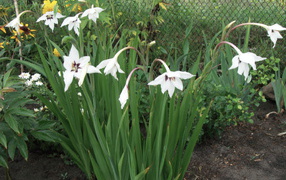 Красивая ацидантера в саду