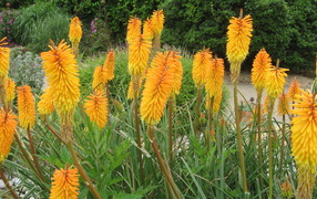 Красивая кникофия в саду