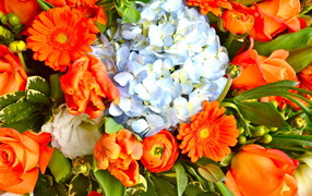 Красивые цветы гербера в парке