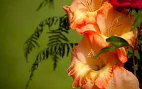 Beautiful gladiolus flowers in the garden