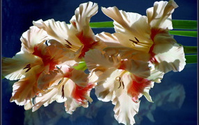 Beautiful gladiolus in the garden