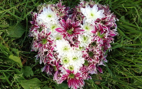 Beautiful heart of chrysanthemum flowers