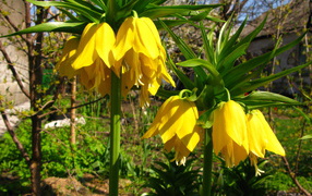 Красивый рябчик императорский в саду