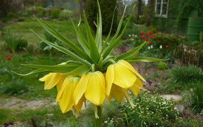 Красивый рябчик императорский на дачном участке