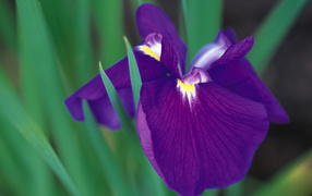 Красивый цветок ирис