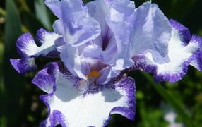 Красивые ирисы на дачном участке