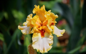 Beautiful irises in the garden