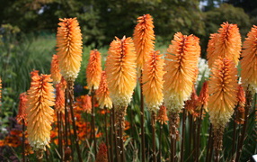 Красивая кникофия на дачном участке