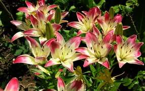Beautiful lily in the garden