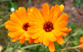 Beautiful marigold flowers in the garden