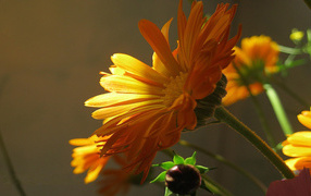 Красивая календула лечебная в саду