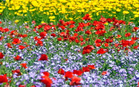 Красивая поляна цветов шафран