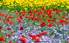 Красивая поляна цветов шафран