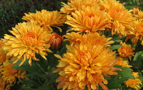 Beautiful orange chrysanthemum flowers