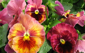 Красивые цветы анютины глазки в лесу