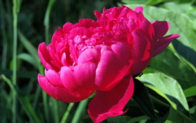 Красивый цветок пион под солнцем