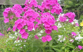 Beautiful phlox next to the house