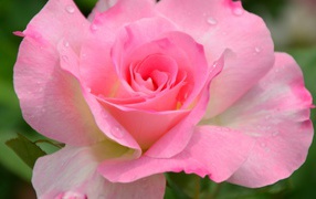 Красивый розовый цветок