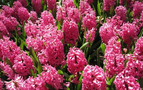 Beautiful pink hyacinths on a glade