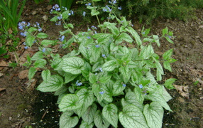 Красивое растение бруннера