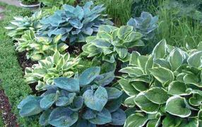 Красивое растение хоста на клумбе в саду