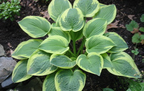 Красивое растение хоста в саду