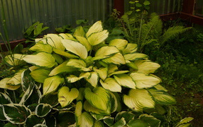 Красивое растение хоста в парке