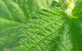 Красивое растение аюга на поляне