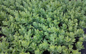 Красивое растение седум в парке