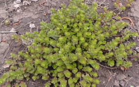 Красивое растение седум на дачном участке