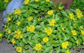 Красивое растение седум на клумбе в саду