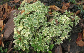 Красивое растение резуха