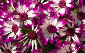 Восхитительные сиреневые цветы