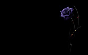 Beautiful purple rose on a black background