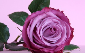 Beautiful purple rose on the table