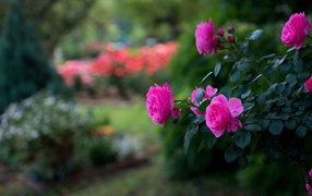 Красивые фиолетовые розы