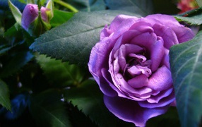 Beautiful purple roses in the garden