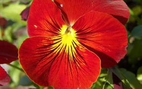 Красивый красный цветок анютины глазки