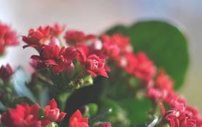 Beautiful red flowers