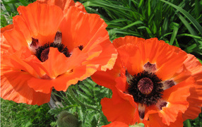 Красивый цветок красный мак