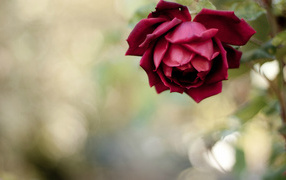 Красивая красная роза в саду