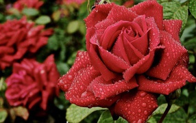 Beautiful red roses in a garden under the rain